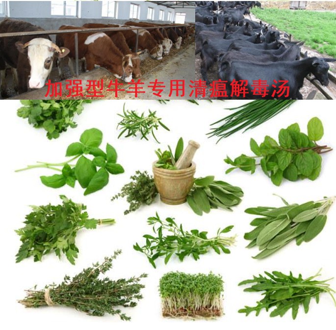 加強型牛羊專用清瘟解毒湯，16味原生中草藥公開組方，牛羊養殖場常備無憂